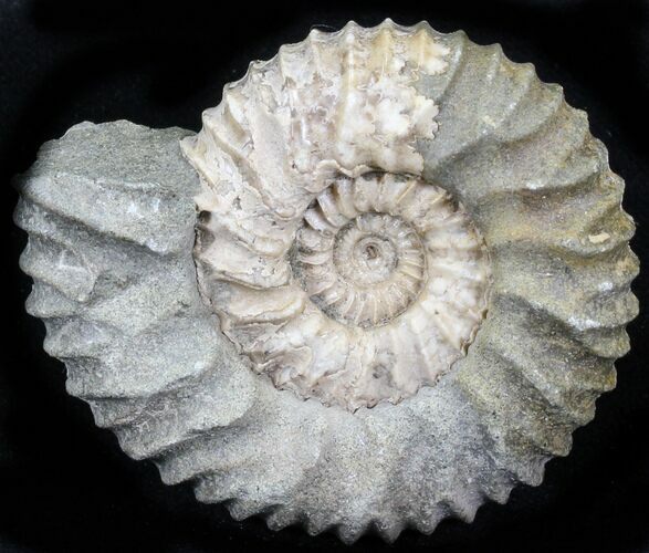 Pavlovia Ammonite Fossil - Siberia #29788